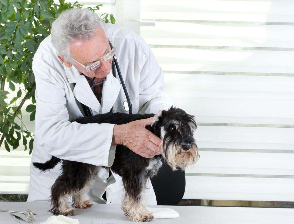 雪纳瑞和柯基哪个值得养,雪纳瑞犬为什么不建议养