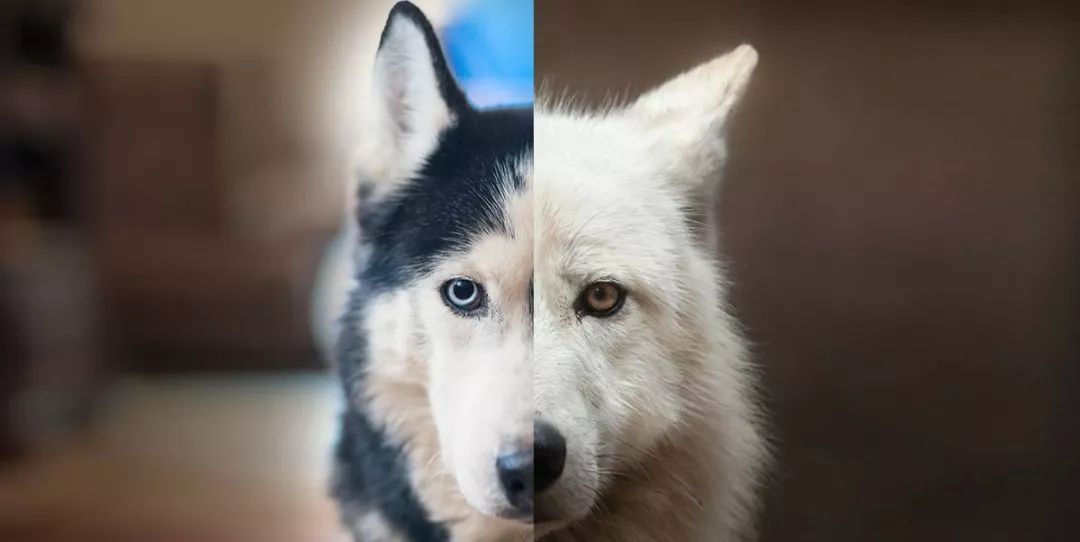 哮天犬一般用什么狗,哮天犬是什么类型的狗