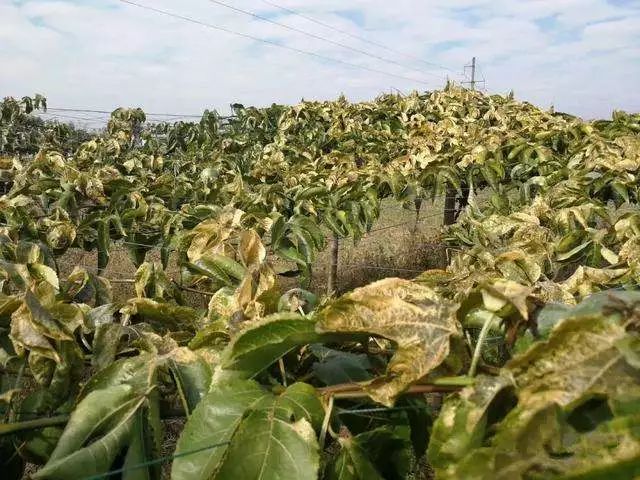 百香果用什么除虫剂,百香果用什么药防虫