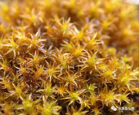 皇冠水草品种大全,亚马逊水草品种