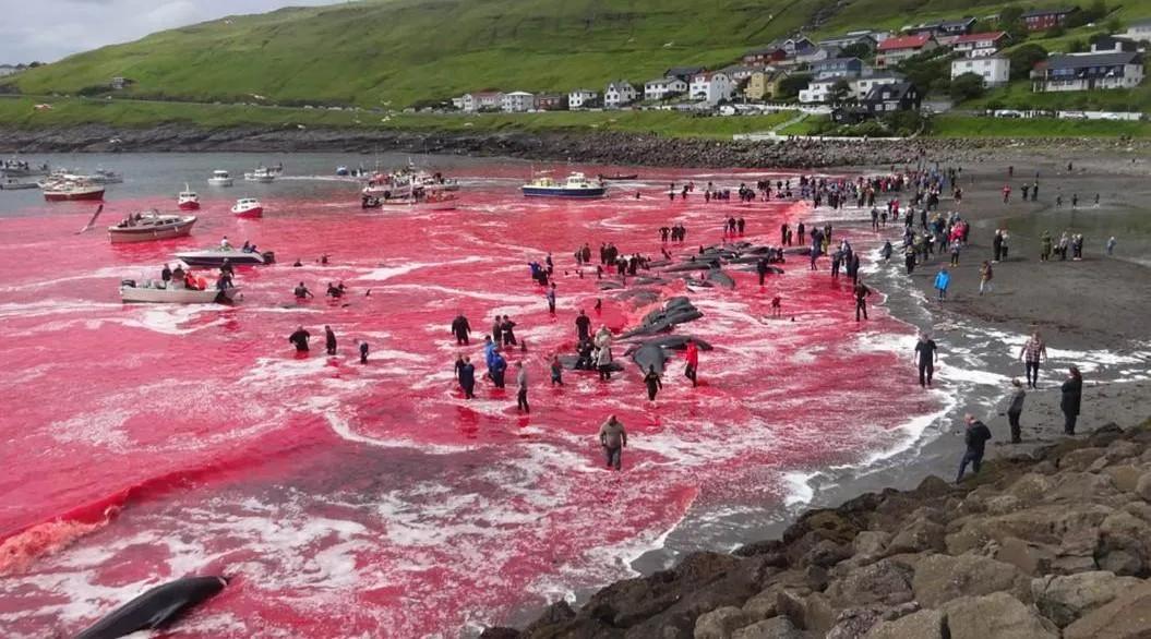北海布氏鲸视频,广西北海布氏鲸图片