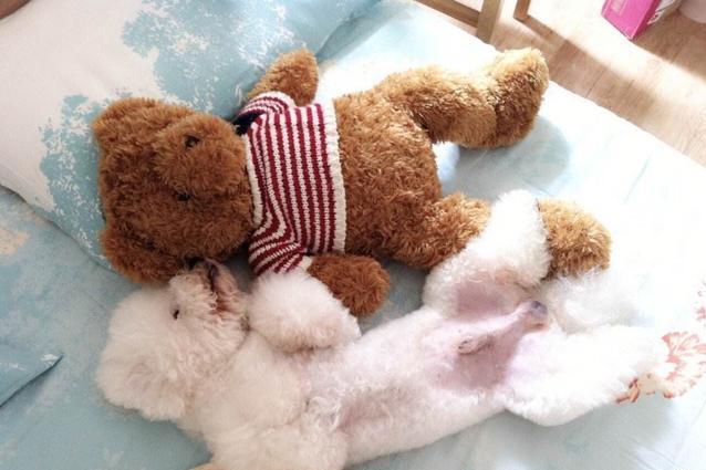 比熊这五种表现主人要注意了,狗狗比熊认可你的5个征兆