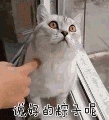 明天端午节准备吃点什么菜,端午节我们都会做些什么