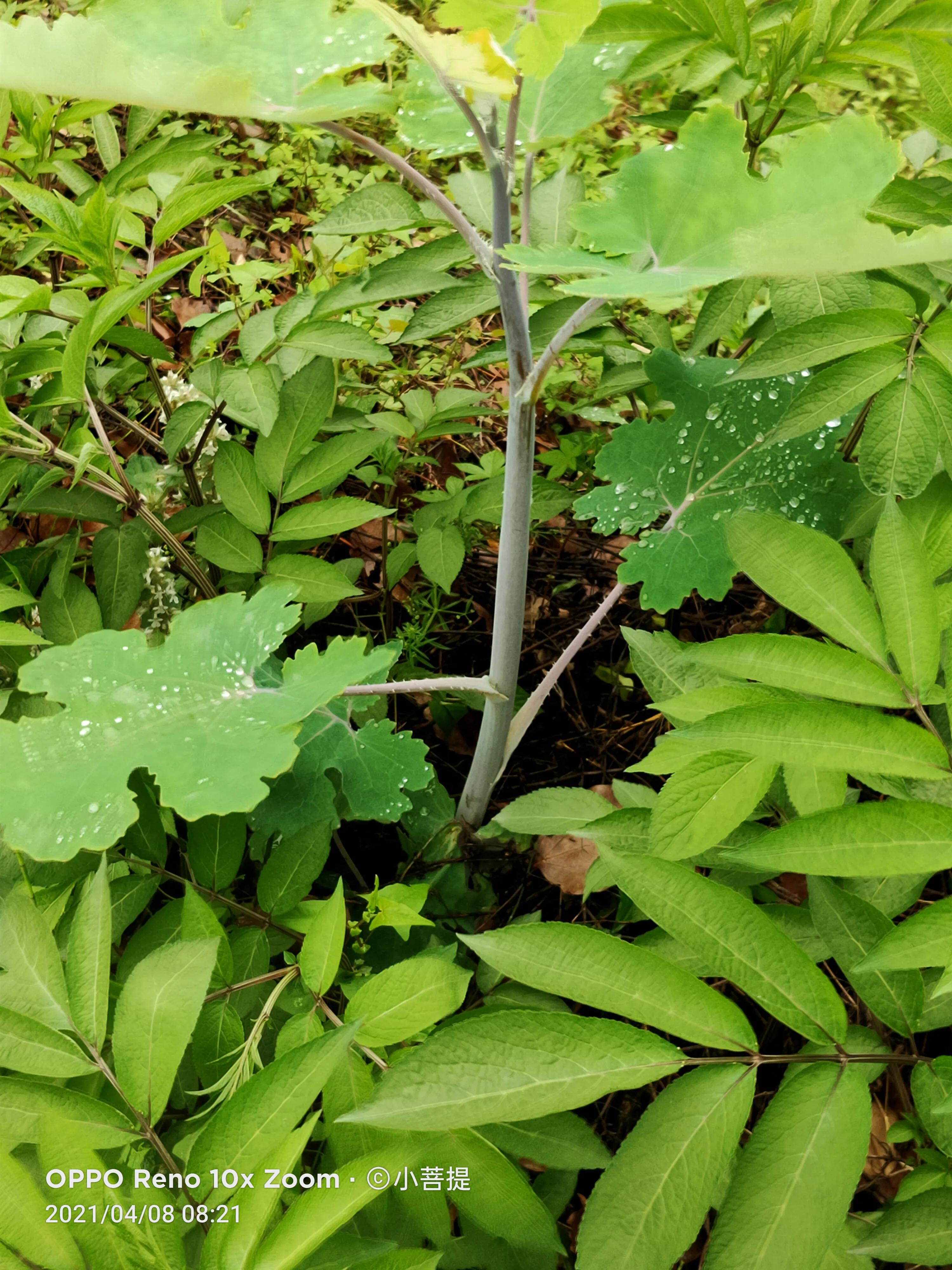 这种在草本里显得特别高大美丽的植物是罂栗的亲戚