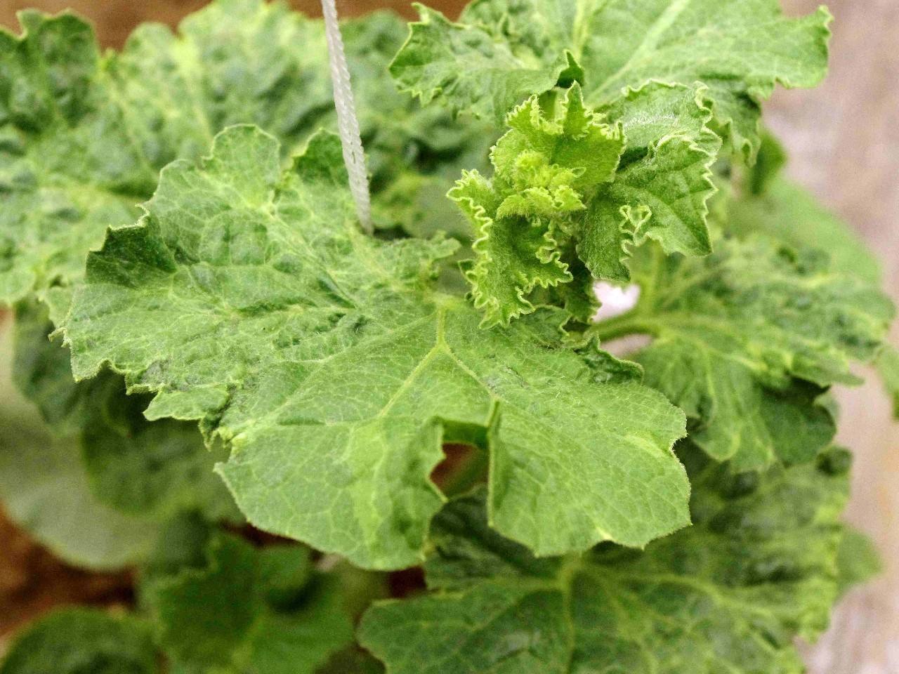 西瓜烟草花叶病怎样治疗,西瓜花叶病毒病怎么治