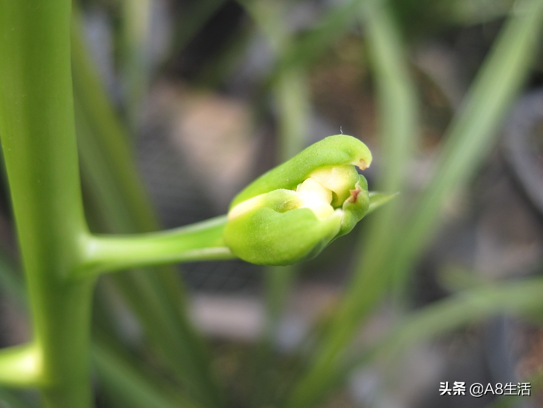 每日一品,蕙兰潘绿梅和庆华区别