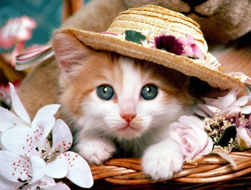 领养小猫咪时送什么礼物,领养刚出世的猫咪怎么喂养