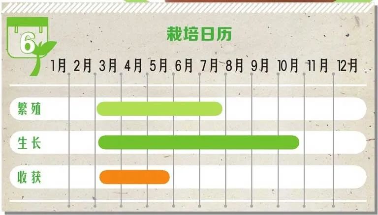 味似茴香的罗勒，叶翠、花艳、芳香四溢，实用派都盆栽在阳台上