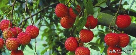 真正的中国荔枝之乡是哪里,中国三大荔枝之乡是哪里