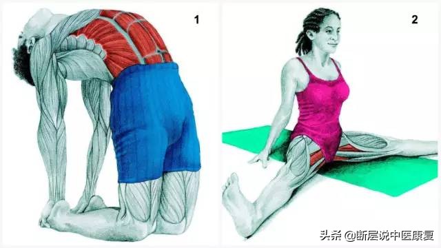 搏击肌肉拉伸图谱,最全的肌肉拉伸图谱