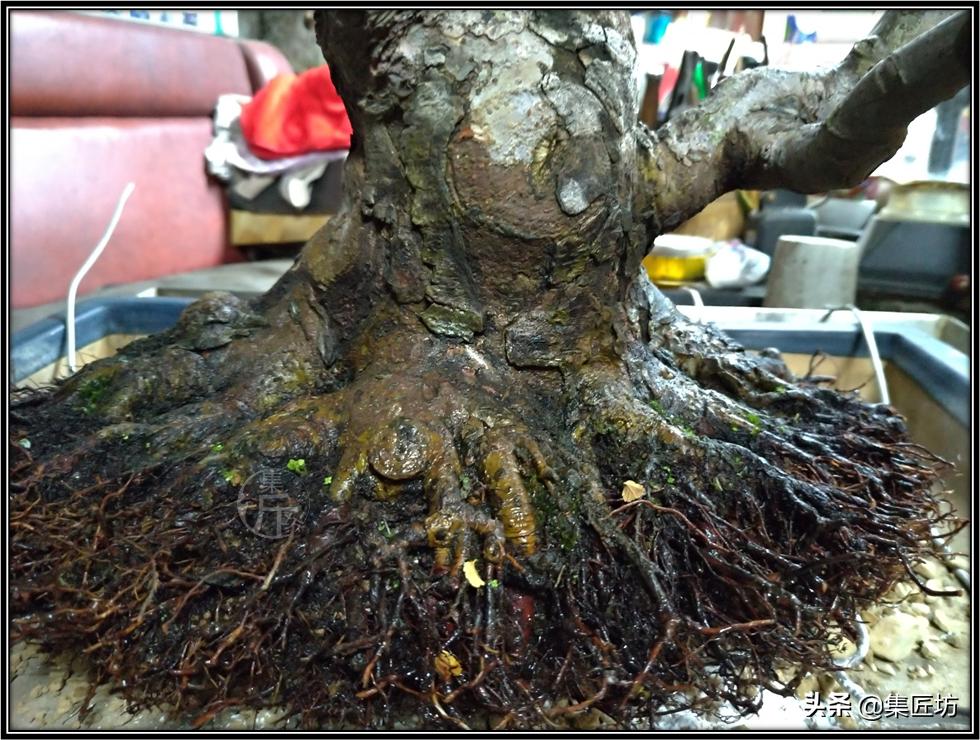 盆景初学者教程,盆景换盆需要哪些配方