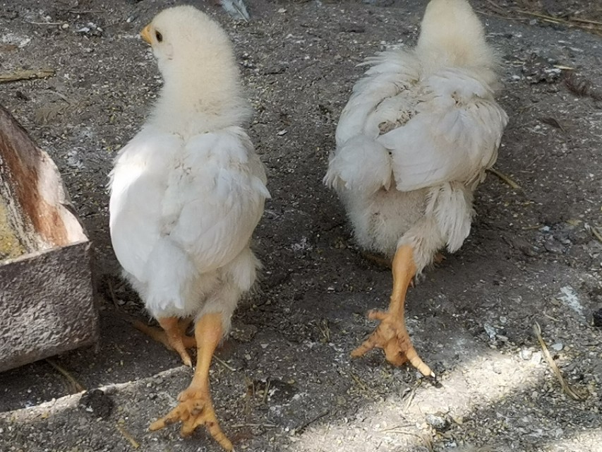 养鸡场小鸡怎么脱温的,雏鸡湿度管理图解