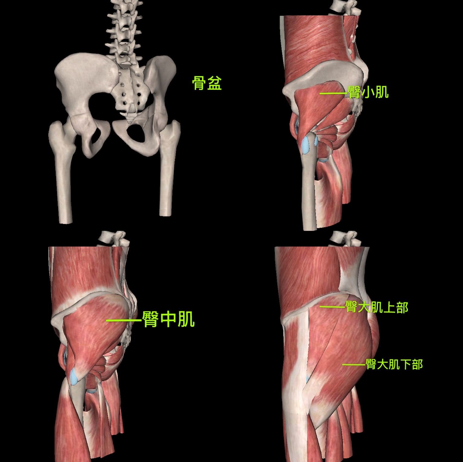如何锻炼腰部大腿部肌肉,长期臀部及大腿肌肉酸痛怎么锻炼