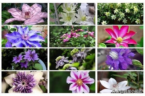 适合阳台种植的爬藤植物都有哪些,家庭阳台种什么爬藤植物比较好