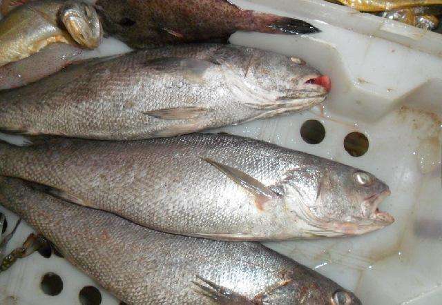 东海海鲜美食大全,家乡特色海鲜美食