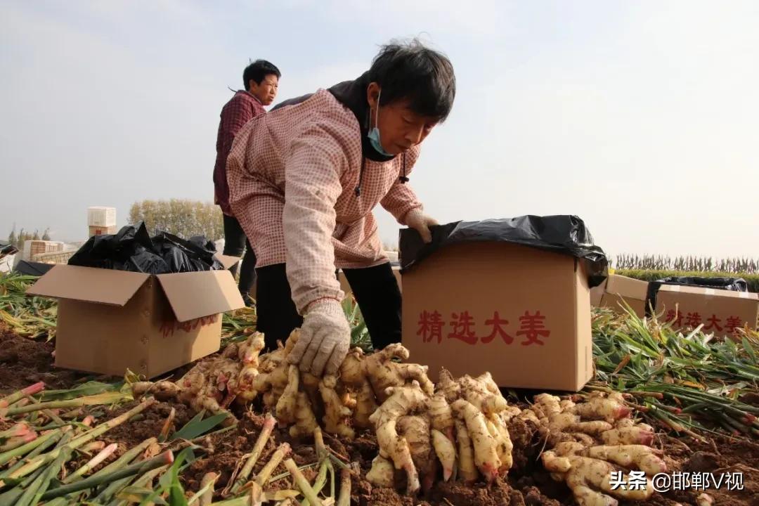 生姜种出脱贫致富路,生姜产业带动了地方经济
