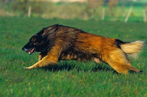 世界上所有的狗品种图片,世界最名贵的狗前十名及其简介