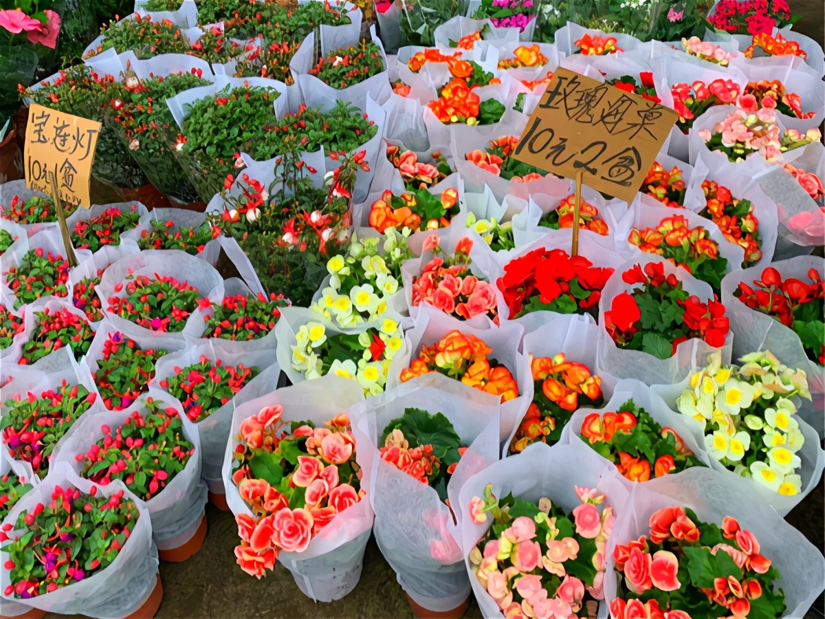 春天去花市买什么花最便宜 (10月适合在花卉市场买的花)