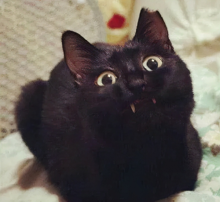 流浪猫的耳朵上为什么会缺了一角,流浪猫的耳朵上为什么会缺一角