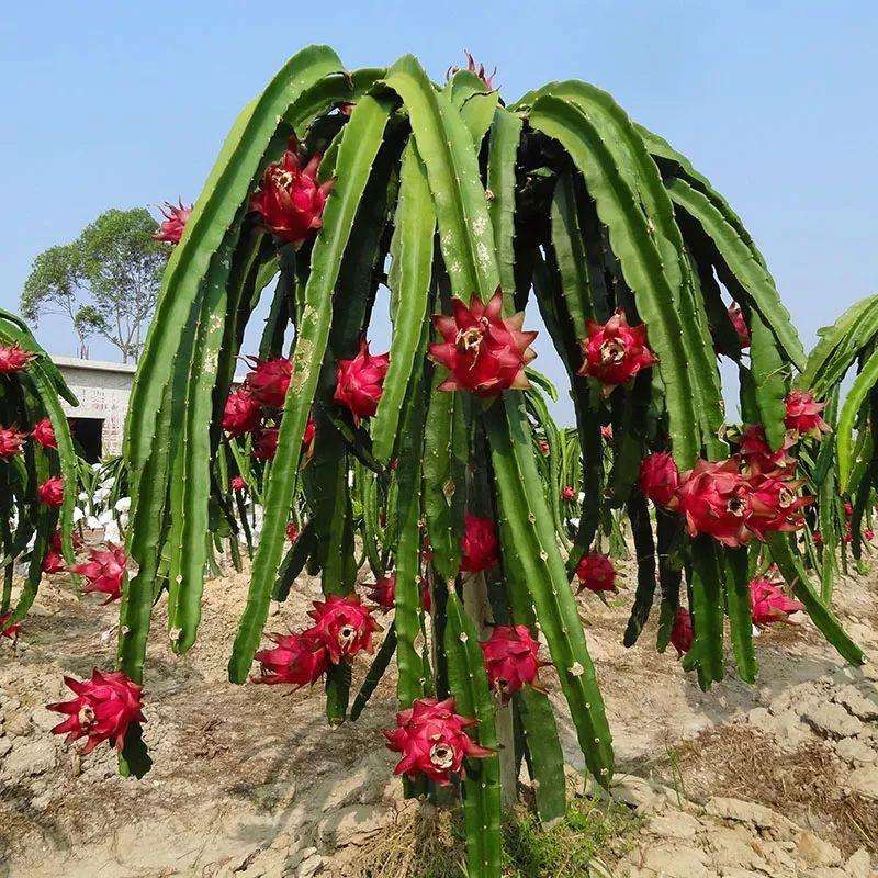 火龙果是什么样的一种植物,火龙果是什么颜色植物