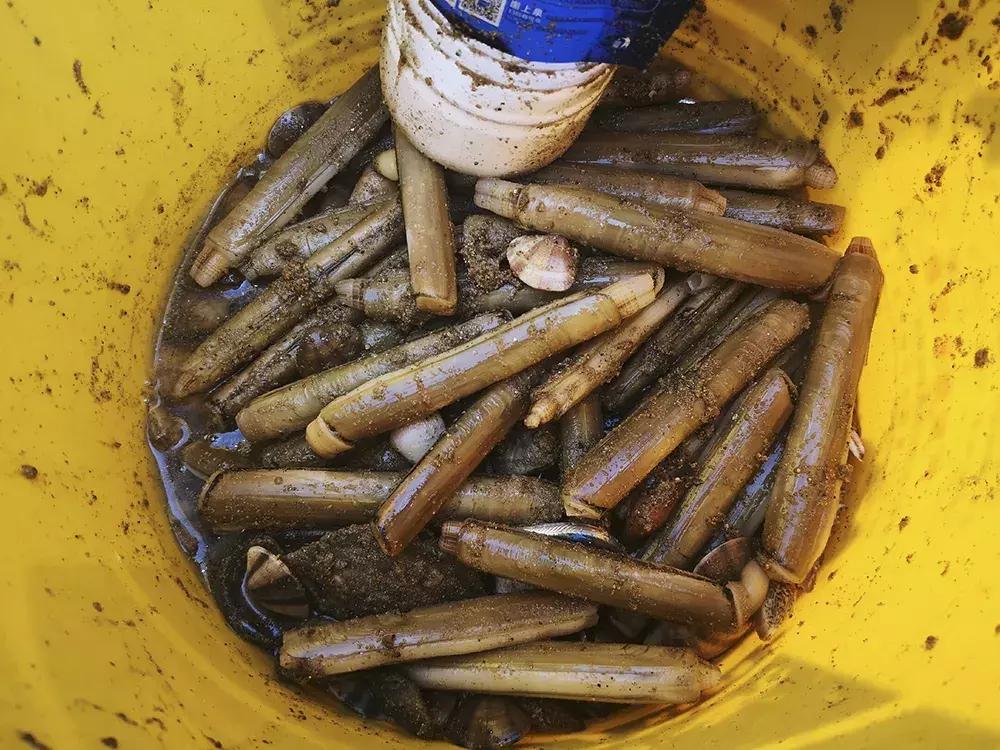赶海挖蛏子手把手教你,挖一窝竹节蛏