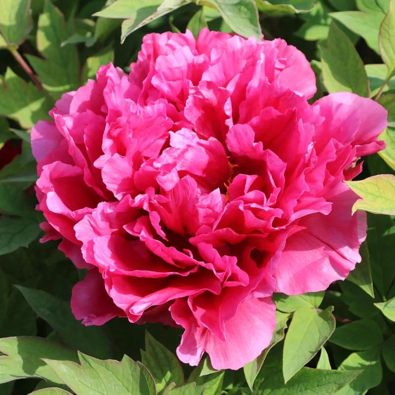 国色天香牡丹花雍容华贵,花中之王国色天香牡丹花