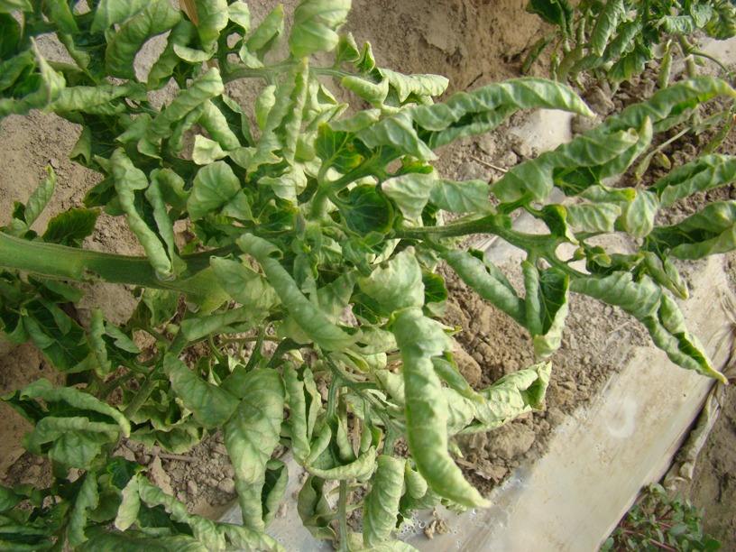 病虫害暴发应急防控措施,病虫害爆发严重轻松应对