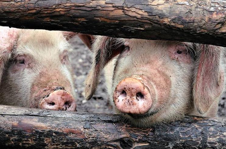 非洲猪瘟疫情分析，及预防思路！