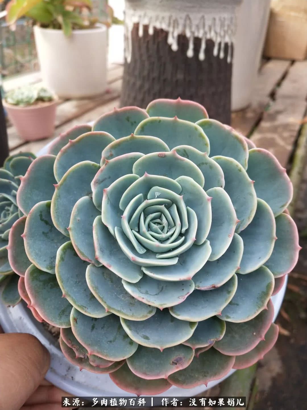 明人不说暗话，我为多肉而来！