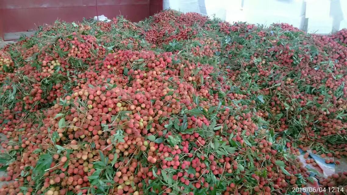 高州市根子镇荔枝出售,高州根子哪里荔枝好吃