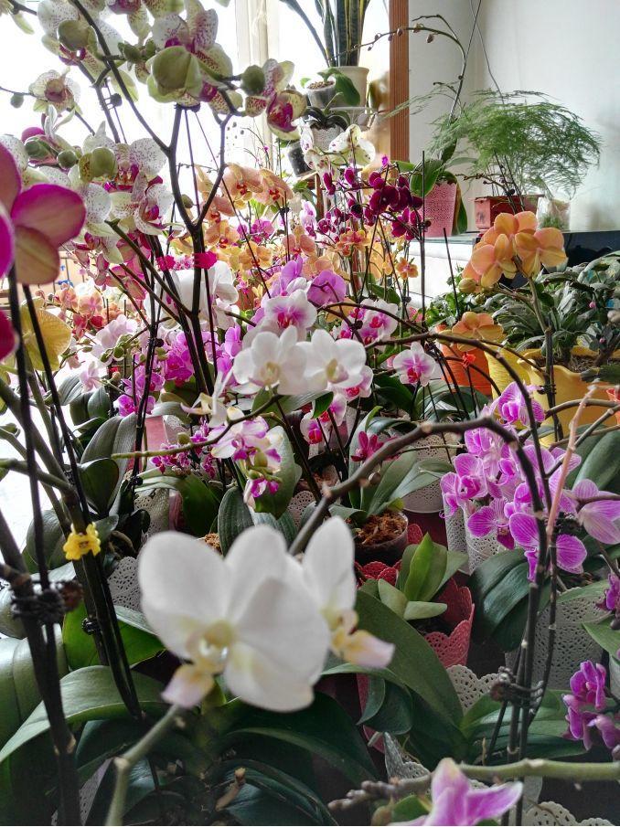 什么花适合室内养不需要阳光,阴冷的花