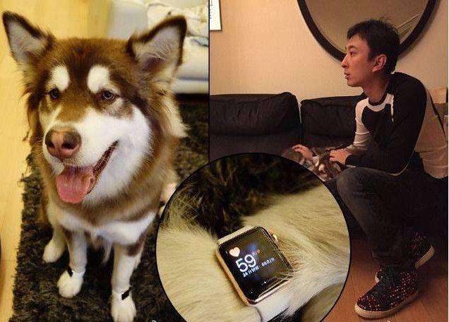 王思聪买的宠物鸭,王思聪买的鸭子