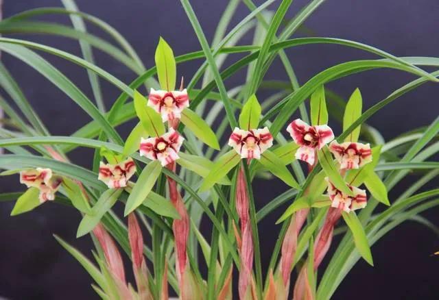 我的外公梅兰芳,我的外公书法