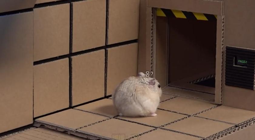 身价300万的仓鼠外网走红！住3层电梯豪宅，丰富娱乐，人不如鼠啊