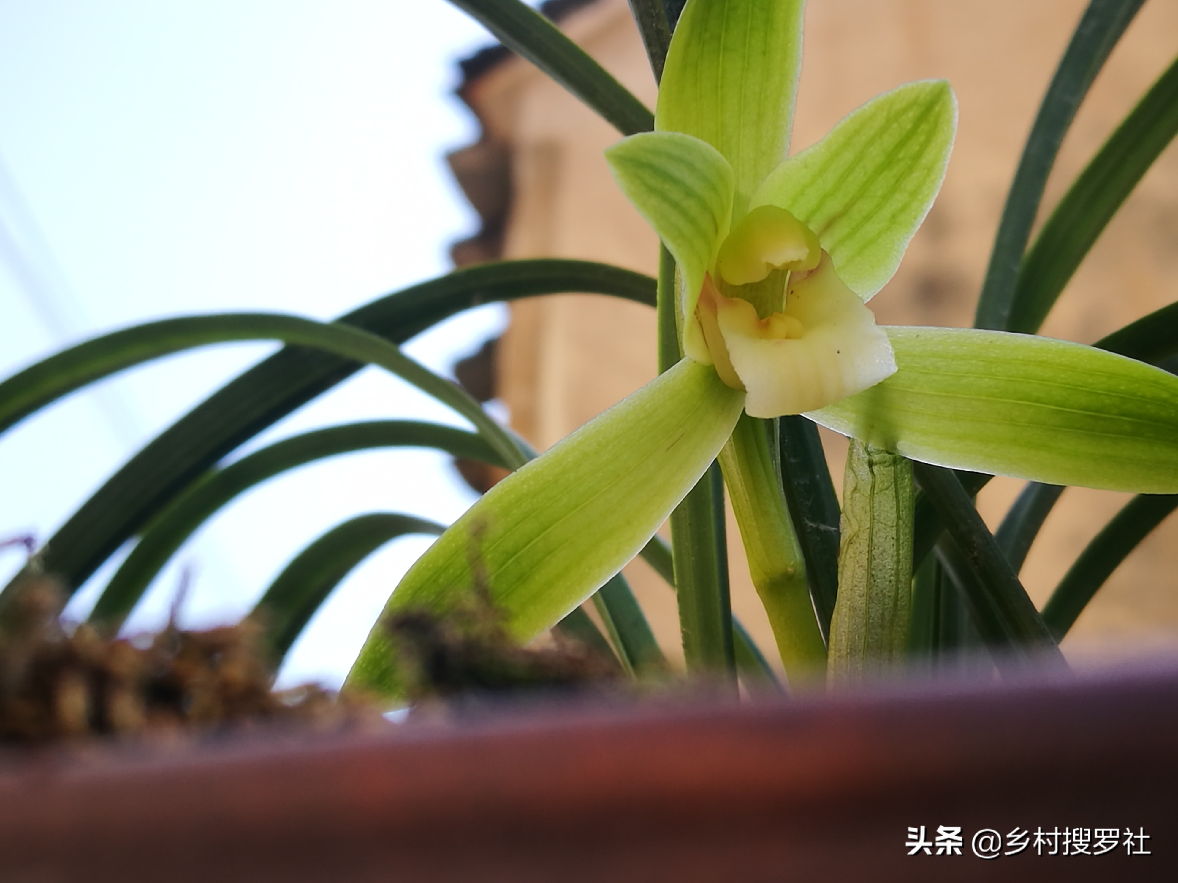 兰花施肥用什么肥料,兰花怎么施肥用什么肥料