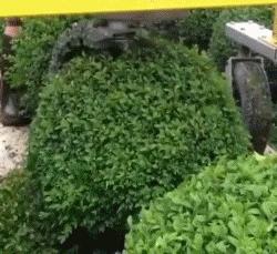 搞笑gif连甩鱼竿都不会我来教你,灌篮高手gif搞笑