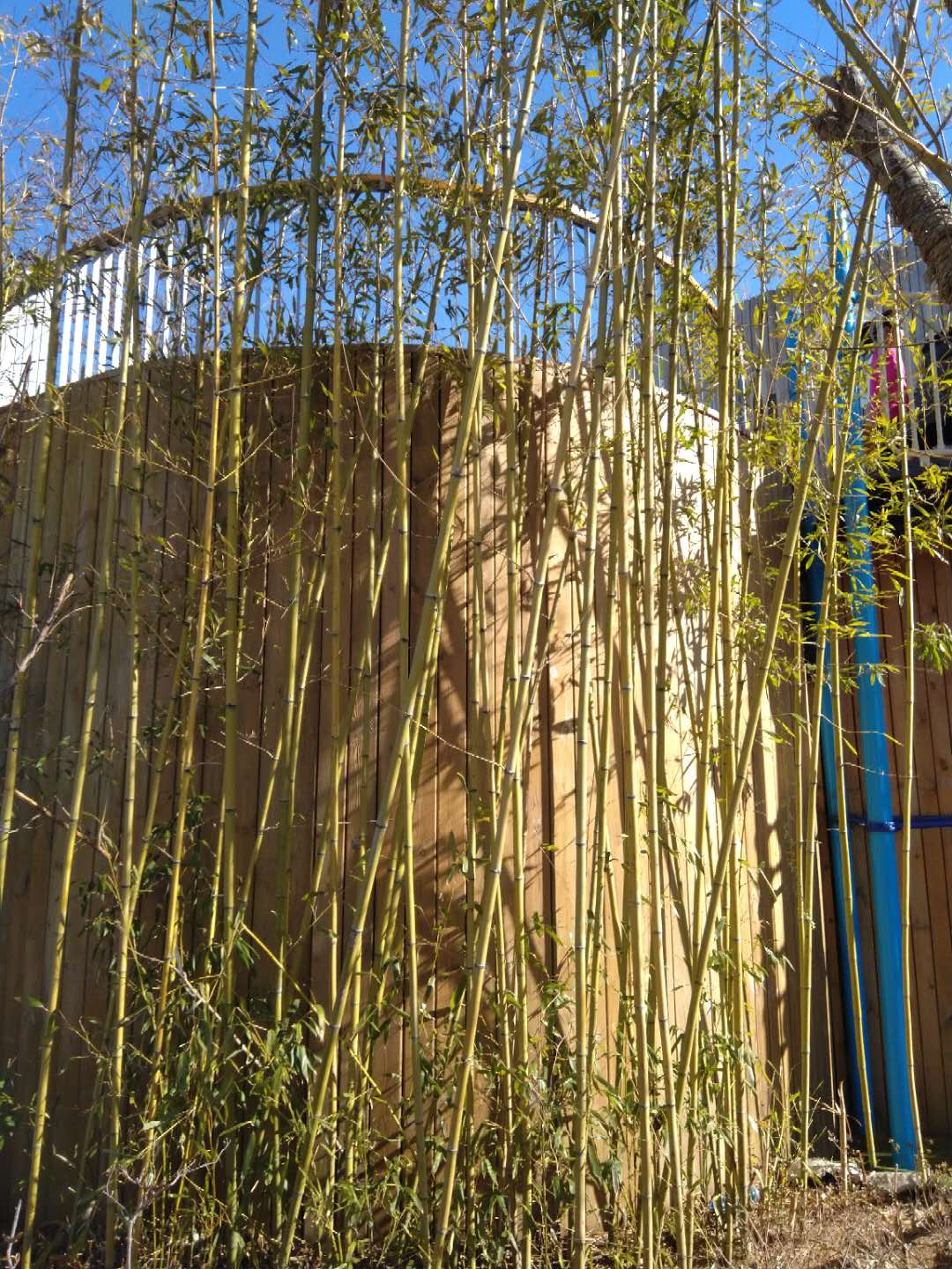 如何用喜马拉雅赚钱1万以上,喜马拉雅fm如何赚钱