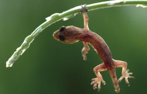 壁虎断尾后为什么尾巴还在乱动,壁虎的断尾逃生能力是怎么来的