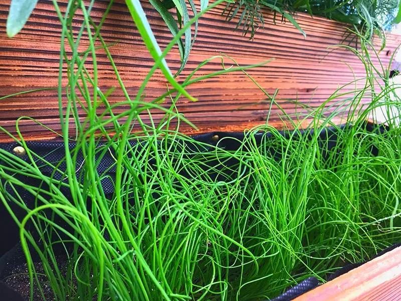 小众且美味的蔬菜,惊艳爽口的蔬菜