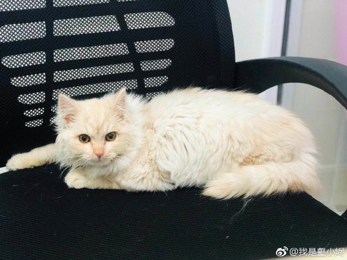 发布领养狗的朋友圈,发布宠物领养文字