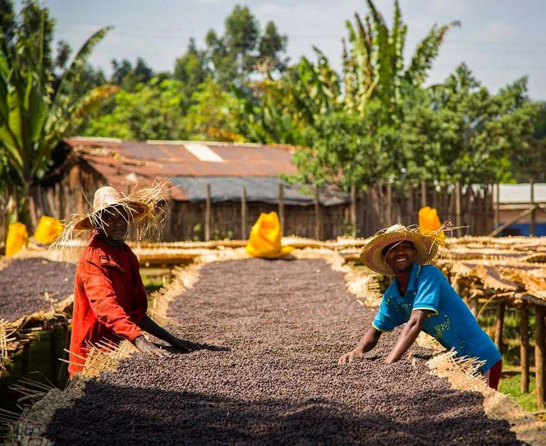 为什么大家害怕聊非洲？而聊到咖啡，为什么都会想到埃塞俄比亚？