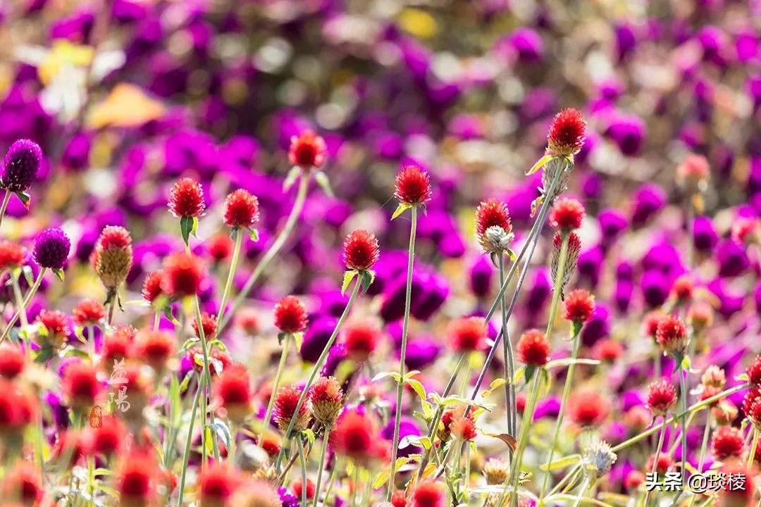 春风十里不如你,这些花海在国庆期间盛放,不要错过了
