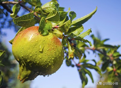 高温多雨石榴果腐病高发，提前预防科学管控保丰产