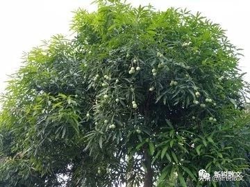 芒果树的叶子都变软了,芒果树结果树叶变黄