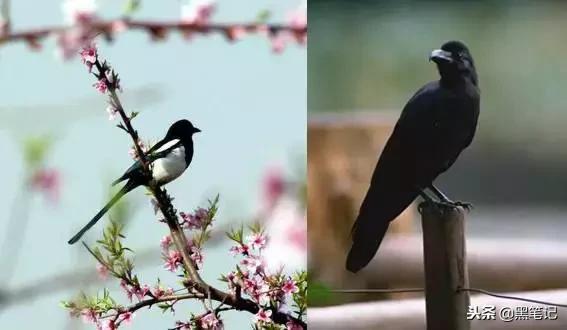 大事发生前有什么预兆,连续两把梳子断了什么征兆