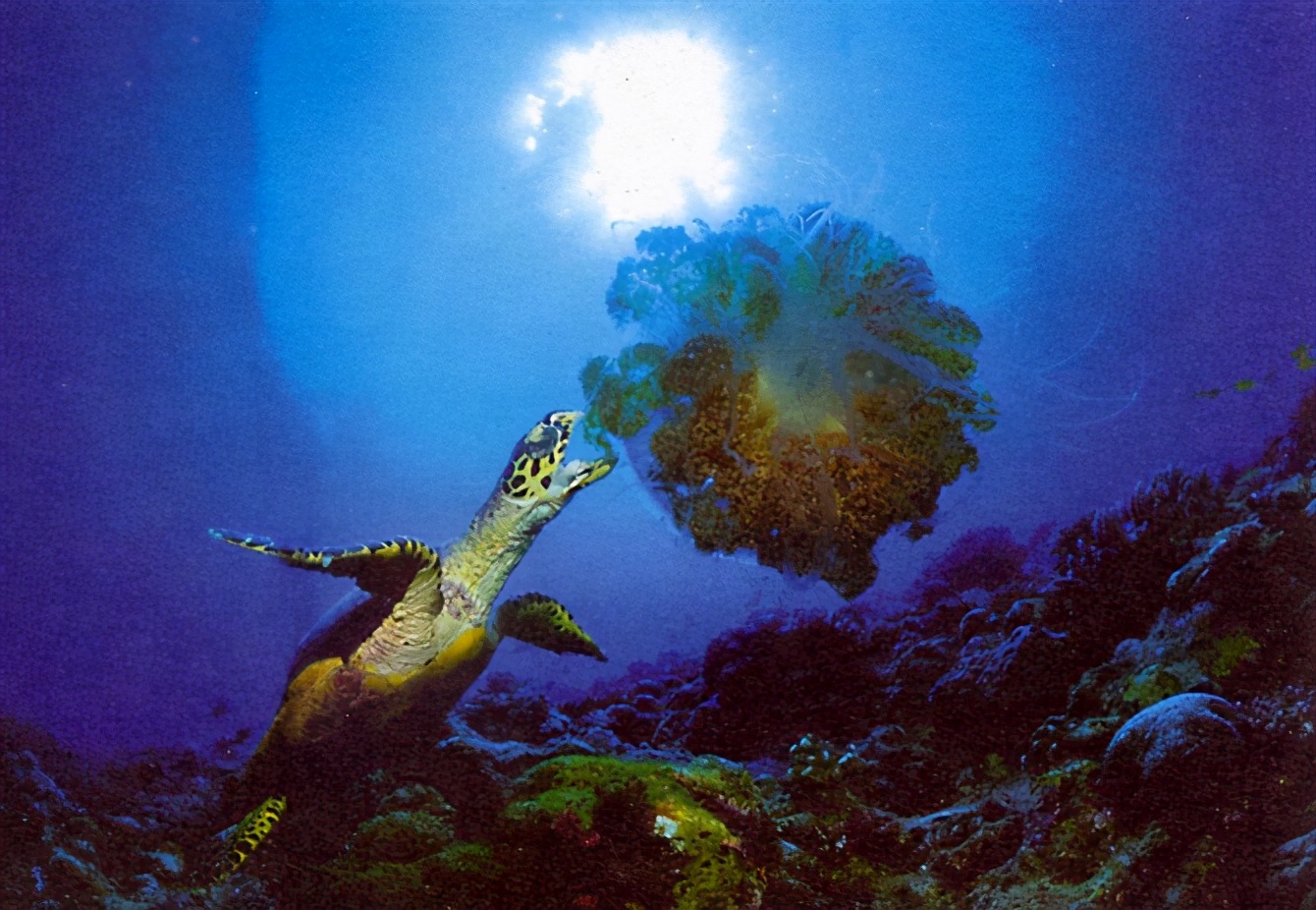 龟类大百科,大眼睛龟类