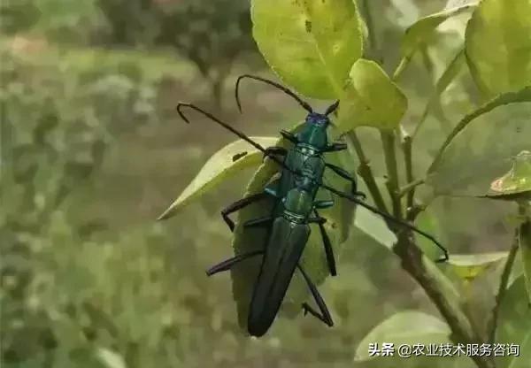 柑橘虫害高清图谱及防治方法,柑橘虫害物理消灭