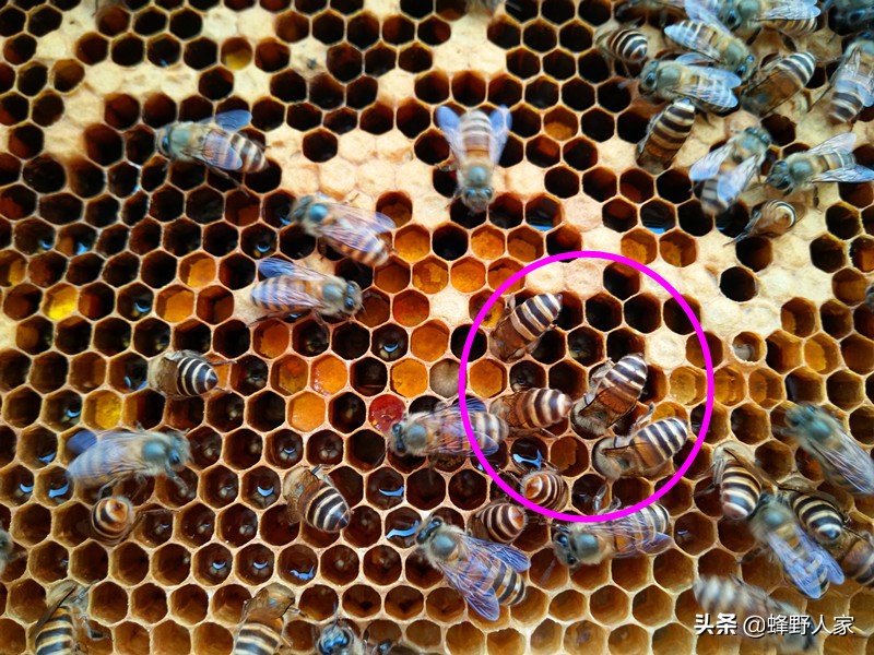 蜜蜂从耳朵进入大脑怎么办,蜜蜂进耳朵里怎么处理