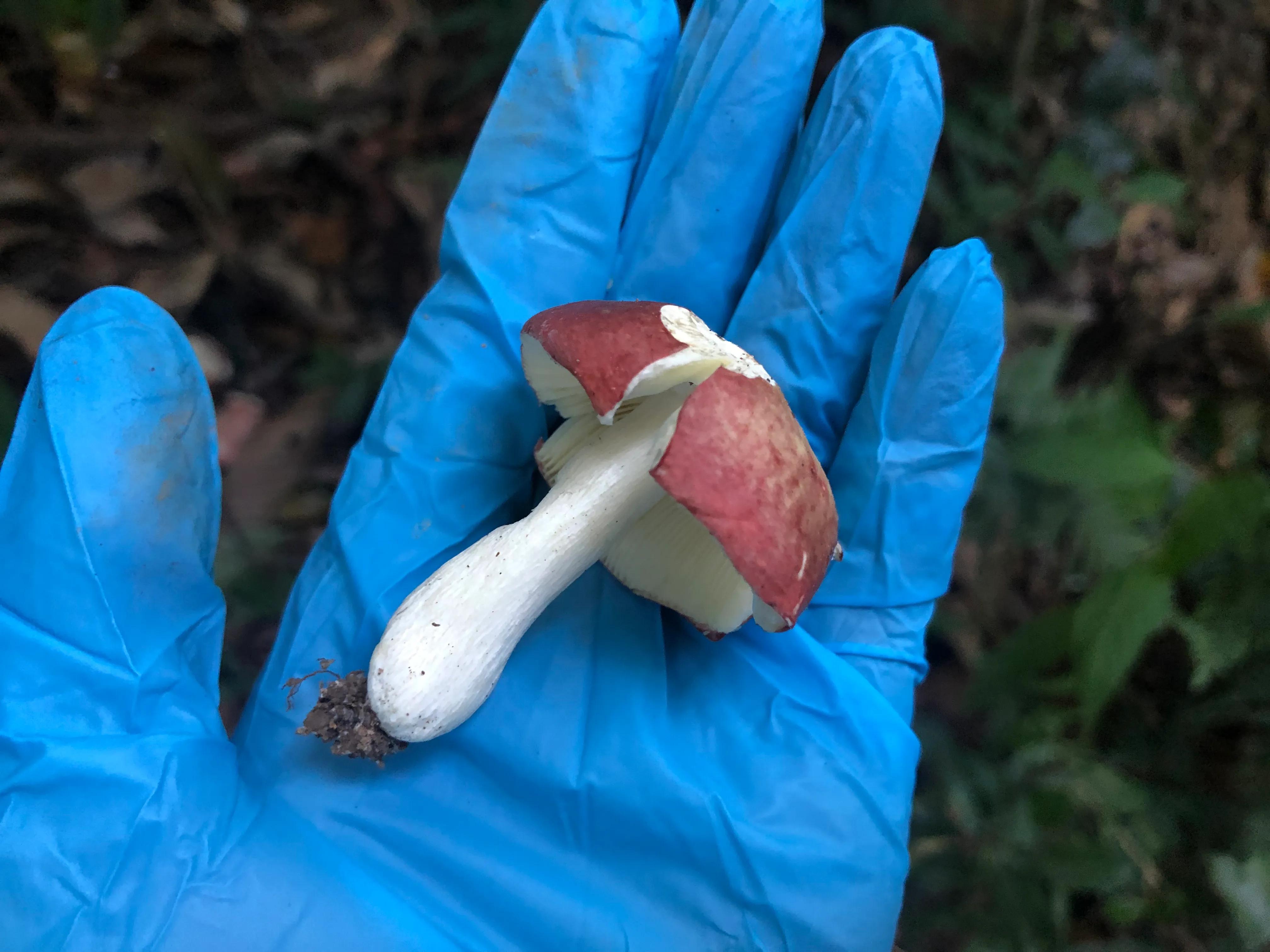 深山野岭野生植物,深山老林野菜植物