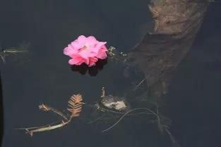 残荷虽败风骨犹存文案,残荷虽败能听雨